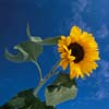 Sonnenblume