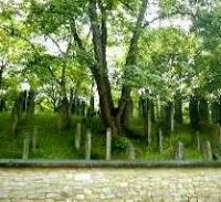 alter jüdischer Friedhof in Hannover