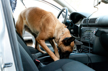 Polizeihund bei der Arbeit